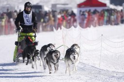 Lenk 2013